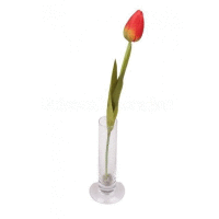 Tulipán ks 43cm