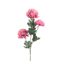 Chryzantéma trs 3x kvet mix farieb 68cm