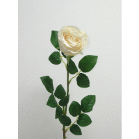 Ruža ks II.